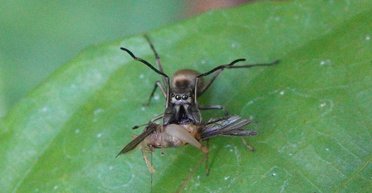 Назван самый странный паук в мире: производит собственное молоко и кормит им детенышей (видео)