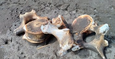 Припадали пылью в музейной коллекции: ученые недооценили кости китов из Швеции (фото)