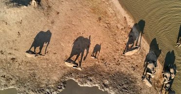 Правда чи міф: чи справді слони облаштовують кладовища для померлих родичів