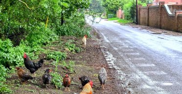 Настоящий террор: дикие куры превратили жизнь жителей британской деревни в "ад"