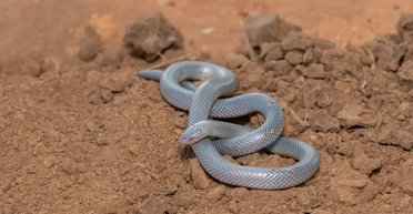 100 млн лет назад змеи утратили конечности: что заставило их отказаться от ног (видео)