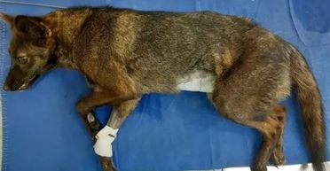 Гібрид собаки та лисиці: машина збила невідомого науці дикого звіра (фото)