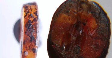 Принадлежал непростому человеку: в древнем городе Ассос нашли римский артефакт (фото)