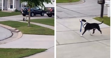 Женщина показала соседскую собаку, которая "выгуливает сама себя" без хозяина (видео)