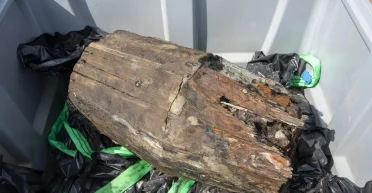 Подняли с затонувшего корабля: исследователи нашли 30 бочек с товарами XVI века (фото)