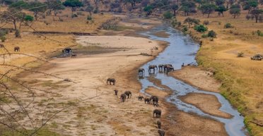 Большинство крупнейших наземных животных живут на одном континенте: что особенного в Африке