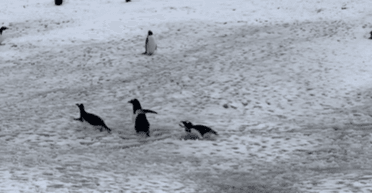 "Серферы" с невероятной ловкостью: полярники поделились видео самых быстрых в воде птиц (видео)