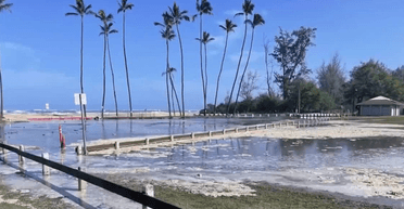 "Исчезают" деревья: прибрежный город может оказаться под водой (видео, фото)