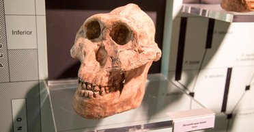 Древний "человек-щелкунчик" на самом деле не слишком любил орехи и твердую пищу, – ученые