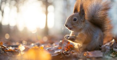 Мінлива температура і багато дощів: чим порадує українців погода наступного тижня
