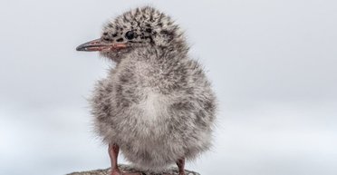 "Милые пушистые комочки": возле антарктической станции вылупились экзотические птенцы (фото)