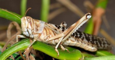 Саранча добралась до Львовской области: угрожает ли насекомое западным регионам
