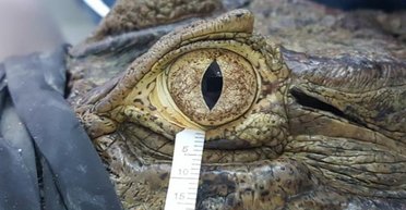 Крокодиловы слезы. Ученые выяснили, что птицы, рептилии и люди плачут одинаково