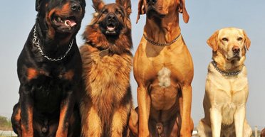 Кому нельзя иметь собаку: советы профессионального дрессировщика