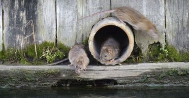 Легка здобич: понад 300 млн щурів-мутантів заполонили вулиці Великої Британії