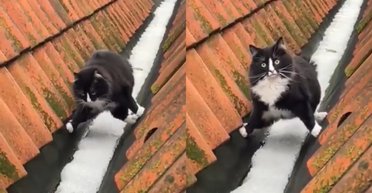 "Бережет лапки": пухлый котик стал интернет-звездой благодаря "акробатике" на крыше домов (видео)