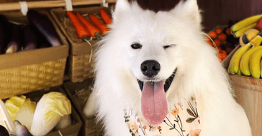 Собаки видят цвета, но их интересует совсем другое: ученые развеяли несколько заблуждений