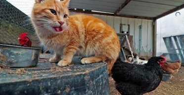 "Одна з них": кішка вирішила, що вона курка і не відходить від зграї (відео)