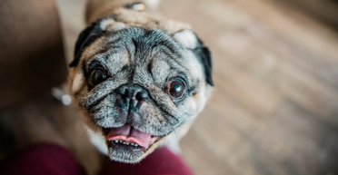 Знайдено порятунок для мопсів і бульдогів: собаки з плоскою мордою зможуть краще дихати