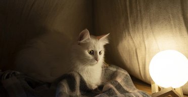 Графіки відключень на 14 листопада: хто може залишитися без світла майже на 15 годин (фото)