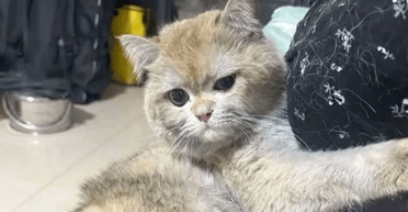 Кіт "влаштувався" на роботу, щоб розплатитися з господинею за випадковий підпал будинку (фото)