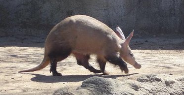 Названо самое голодное существо в мире: за ночь может поглотить 50 000 особей другого вида