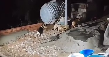 Недоплачивают за сверхурочные: четвероногие "строители" стали интерней-сенсацией (видео)