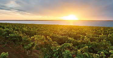 Наследники Томаса Кобле. Виноградники и лиманы в степях Николаевщины