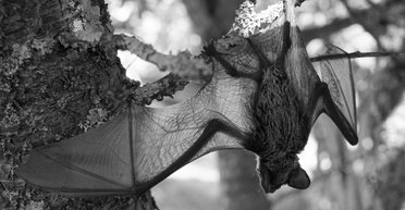 "Боевые летучие мыши". Эксперт назвал 5 причин не верить в басни про украинское биооружие