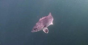 "Живий релікт": дайвер зіткнувся віч-на-віч із рідкісною доісторичною рибою (фото)