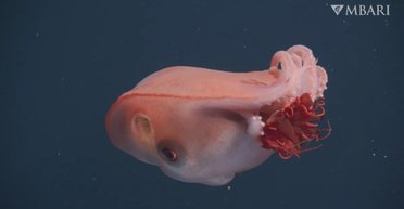 У морських глибинах помічено живого семирукого монстра: за останні 40 років його бачили лише чотири рази