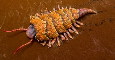 Ученые назвали животное, которое первым достигло суши (фото)