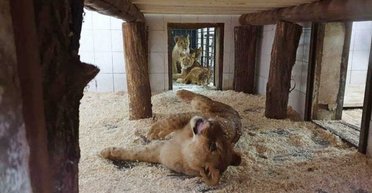 Непохитний Екопарк: як вижило під обстрілами унікальне місце під Харковом і чому воно продовжує фінансуватися