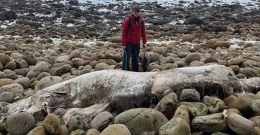 Ніхто не знає, що це: безлике "морське чудовисько" викинуло на берег в Англії (фото)
