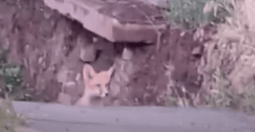 Дикие звери "захватили" город: в Кривом Роге стая лисиц охотится на домашних животных (видео)