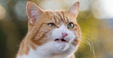 У Львові померла жінка після укусу кота: лікарі виявили симптоми сказу