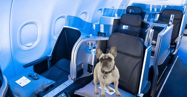 Жінка стверджує, що рак повернувся після того, як їй заборонили взяти в політ собаку