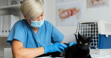 Прихована загроза: 10 ознак того, що у вашої кішки глисти