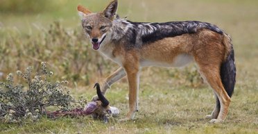 Путинская Россия − не государство, а стая