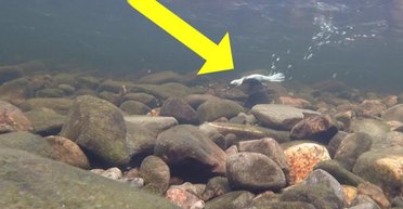 Певчая птица ходит и летает под водой: в горах Южной Азии обитает странное существо (видео)