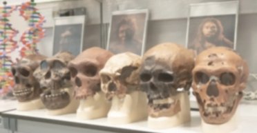 Мышам добавили гены неандертальцев и денисовцев: результаты оказались интригующими