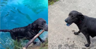 Мужчина покрасил пруд в синий и забыл о своей собаке: та очень любит воду (видео)