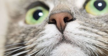 Холодный или горячий. Ученые рассказали, каким должен быть нос у кошек