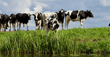 Потрапили під копита: у Британії стадо корів "напало" на чоловіка та двох жінок