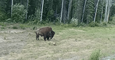 "Хорошая попытка": питбуль переоценил свои силы, когда решил "напасть" на бизона (видео)
