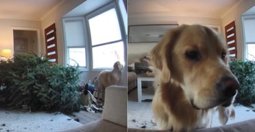 Ретривер пришел извиняться перед владельцами, свалив перед тем праздничную елку (видео)