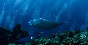 В Китае придумали дрон для разведки в виде рыбы: что известно о загадочном устройстве