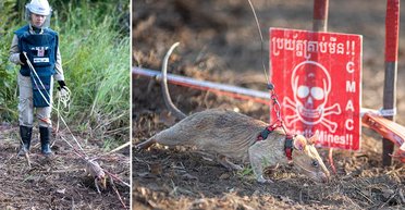 Этот грызун удивит каждого: крыса-рекордсмен имеет уникальное обоняние, которое находит взрывчатку (фото)