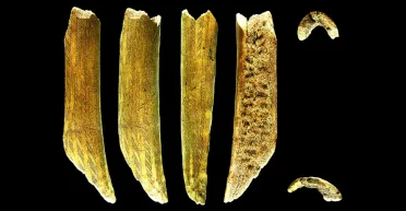 Роскошно украшенный: ученые исследовали древний рог и узнали неожиданные подробности (фото)