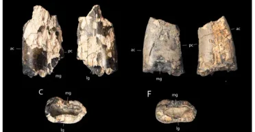 Пролежали в ящике двадцать лет: палеонтологи едва не потеряли неизвестный вид тираннозавров